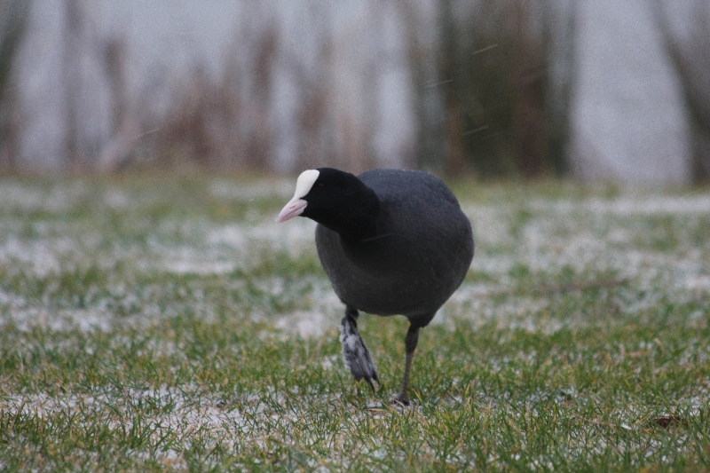 Foulque dans l'herbe.JPG
